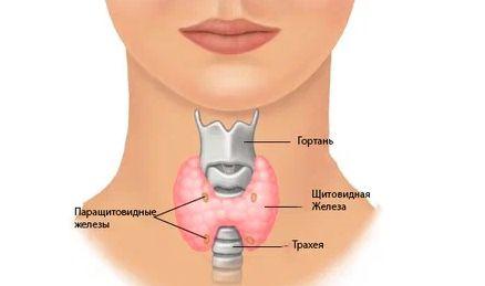 щитовидная железа и паращитовидные железы изображение